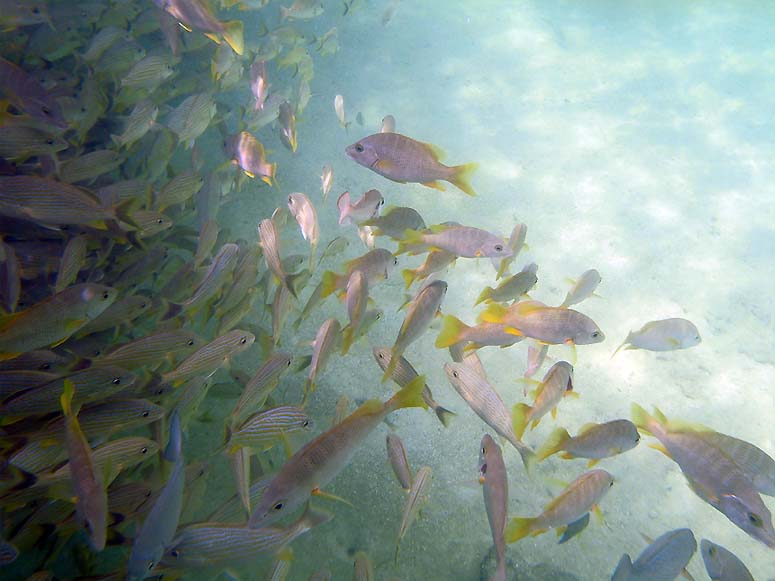 A school of fish, a mixture of french grunts, dogsnapper and chub
